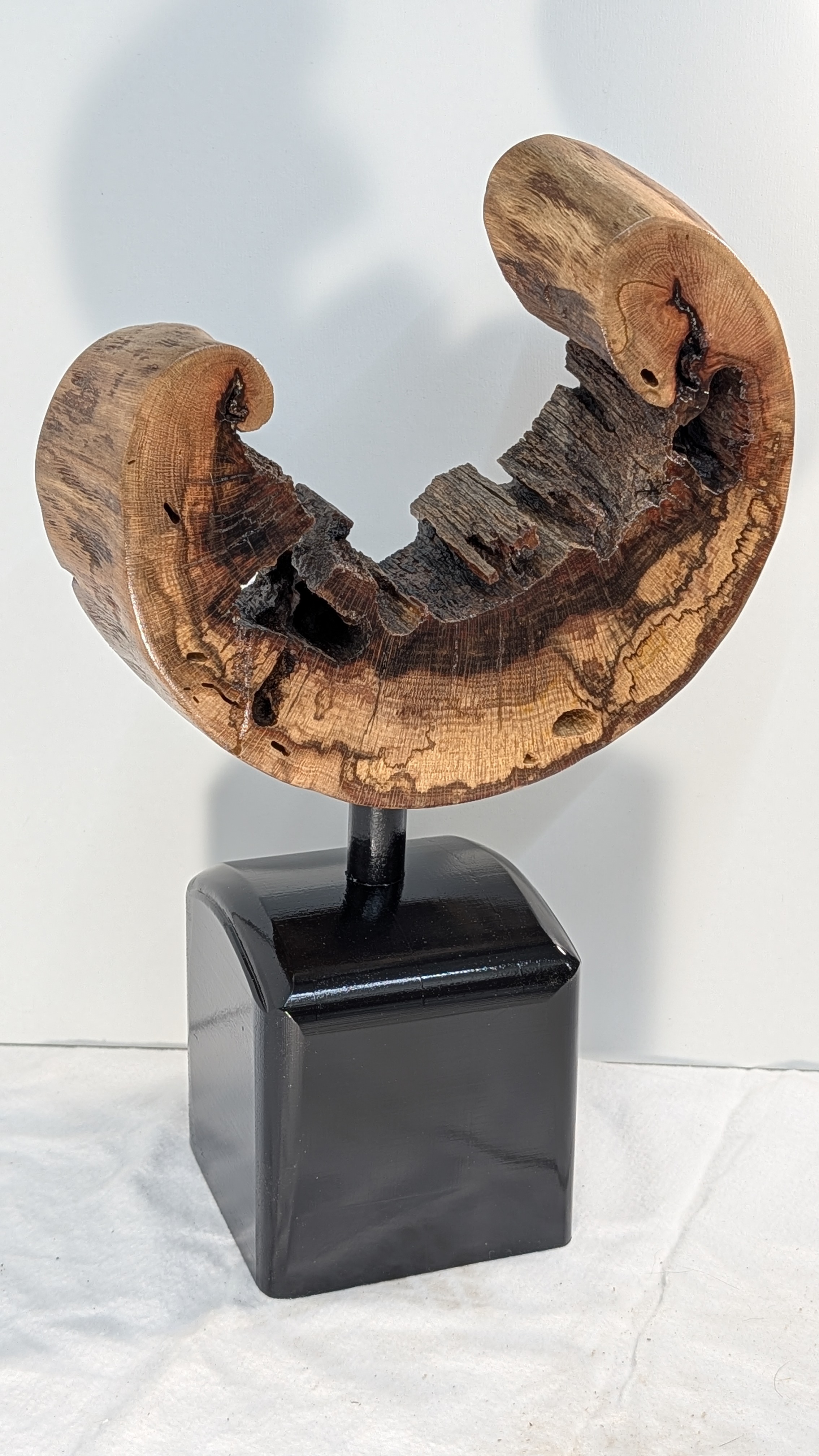 Moonstruck: A Natural Slice of Arizona Oak